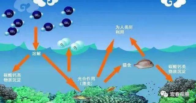 海洋蓝碳经济火了！一文了解蓝碳的价值、现状与机遇