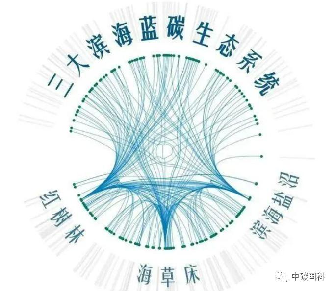 海洋蓝碳经济火了！一文了解蓝碳的价值、现状与机遇