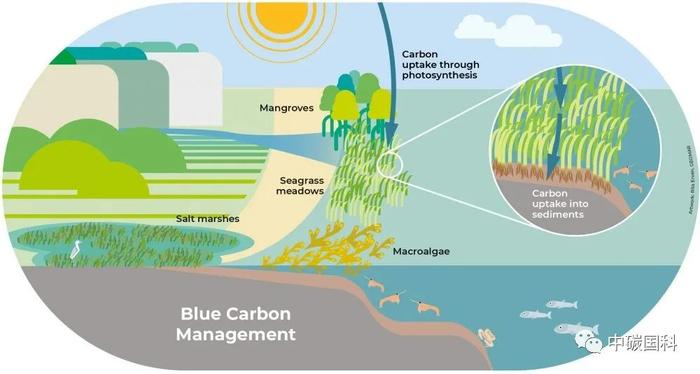 海洋蓝碳经济火了！一文了解蓝碳的价值、现状与机遇