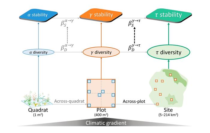 北京大学王少鹏研究组揭示生物多样性的多尺度稳定化作用｜Nature Ecology & Evolution