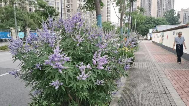 走在路上有注意到这群夏日的蓝紫色“精灵”吗？