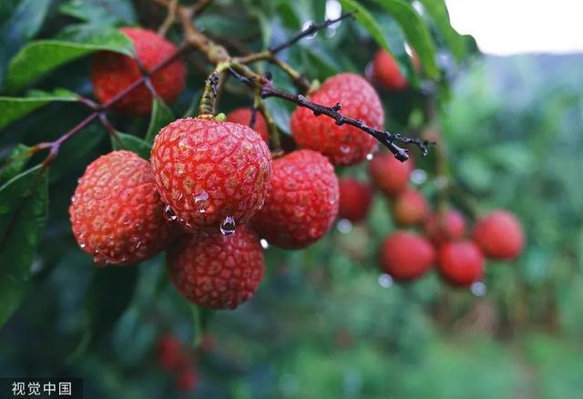 这种水果大量上市！要避免空腹和过量食用