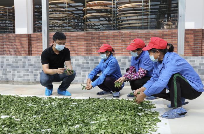 这种“虫叶”制成的茶填补粤西空白 | 寻找湛江隐形冠军⑦