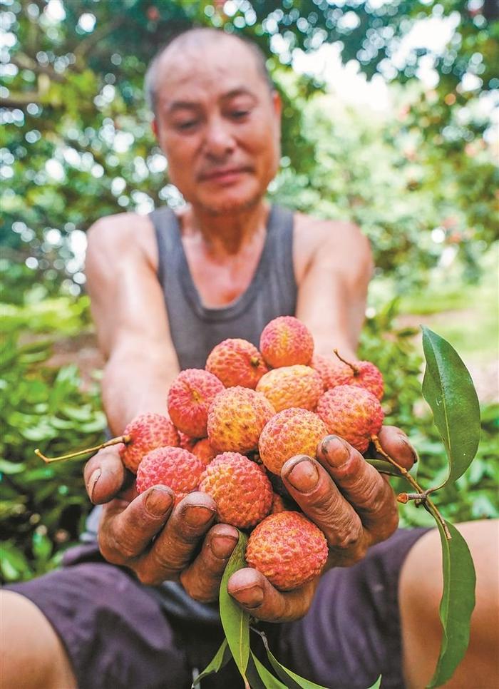 南山荔枝产销给荔 抢鲜走俏国内外 深晚记者探访深圳最大荔枝生产基地 带您一睹荔枝丰收景象