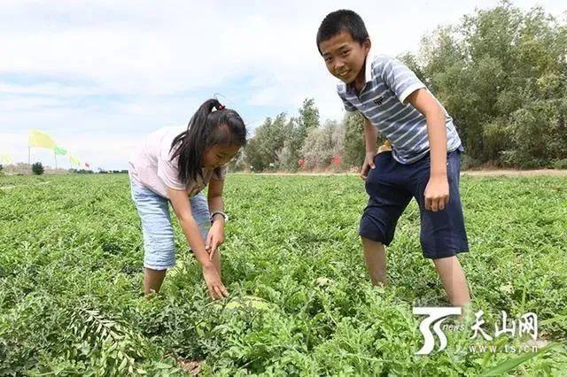 属于新疆人夏天的快乐来了，一起来当“吃瓜群众”吗？