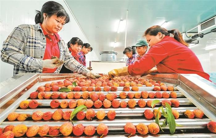 南山荔枝产销给荔 抢鲜走俏国内外 深晚记者探访深圳最大荔枝生产基地 带您一睹荔枝丰收景象