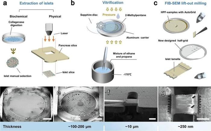 Journal of Structural Biology | 郭强课题组开发适用于组织样品原位结构研究的方法