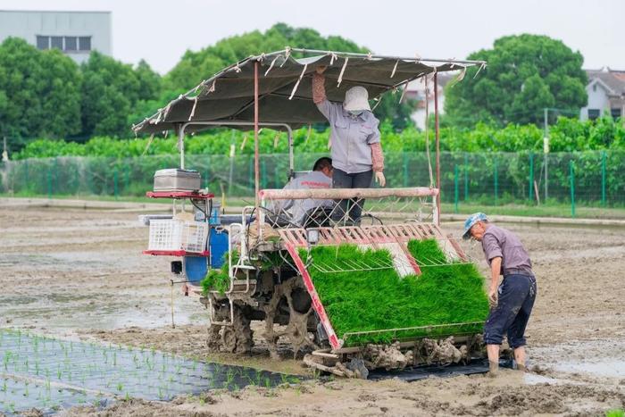 抑制杂草生长,减少水稻耗水量 湖湾稻田用上全生物可降解膜