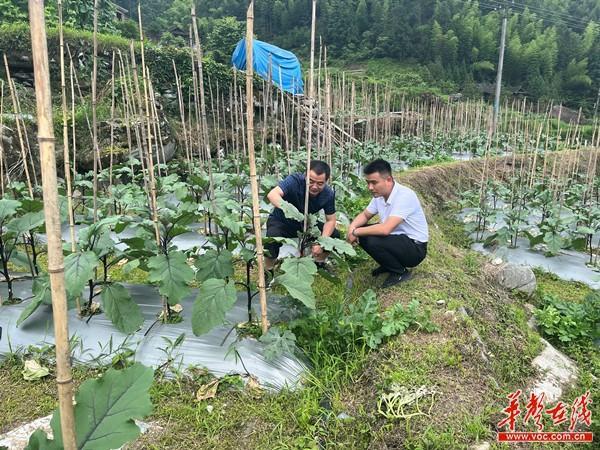 城步县长安营镇：高山蔬菜产业“添绿”乡村振兴