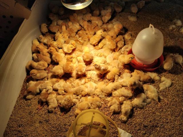 3000只鸡苗一周死光 包回购的家禽为何养不活？
