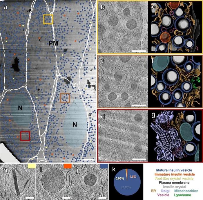 Journal of Structural Biology | 郭强课题组开发适用于组织样品原位结构研究的方法