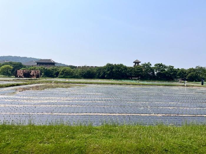 抑制杂草生长,减少水稻耗水量 湖湾稻田用上全生物可降解膜