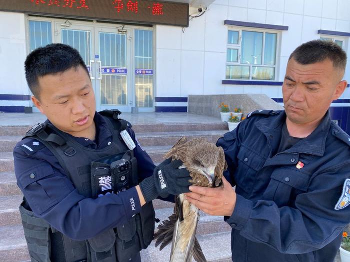 移民管理警察救助国家二级保护动物黑鸢