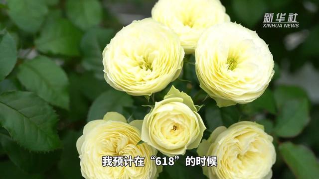 返乡创业直播带货 他为家乡鲜切花插上“云翅膀”