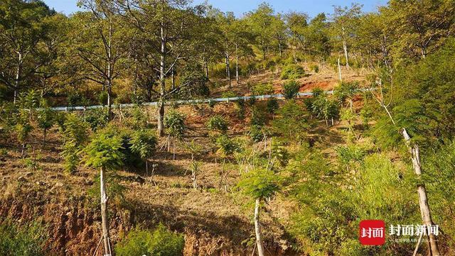 世界防治荒漠化和干旱日｜较上个监测期减少47.17万公顷 四川荒漠化治理成效显著