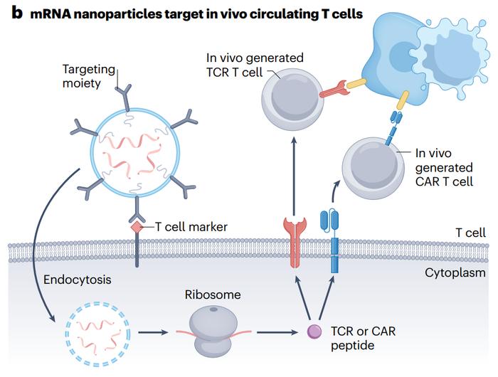 mRNA编码CARs或TCRs，即CAR或TCR-mRNA工程T细胞