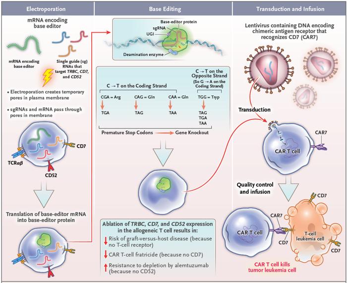 首个碱基编辑通用型CAR-T疗法临床结果发布，挽救两名白血病儿童生命