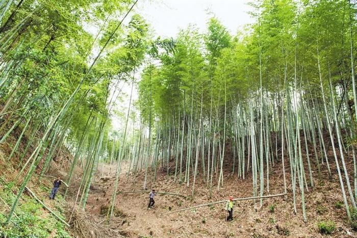 楠竹出山变“金”竹