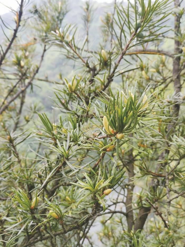 人工繁殖银杉开花挂果  “植物大熊猫”迎来新生