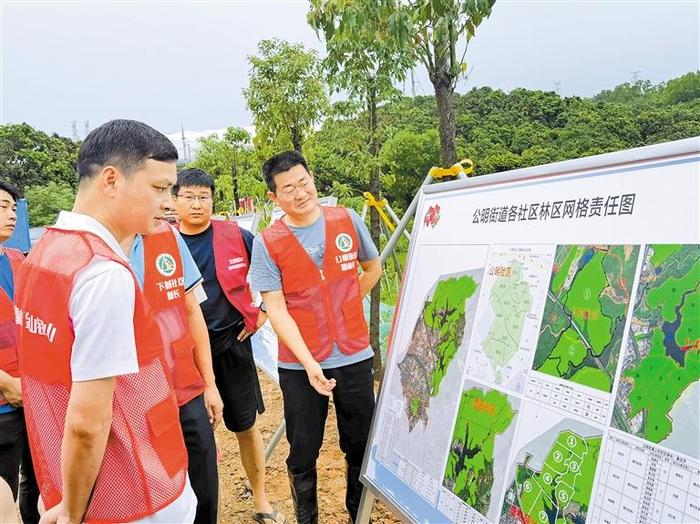 夏日荔红时 青山常相伴 公明街道负责人带队百人巡林同护青山常绿