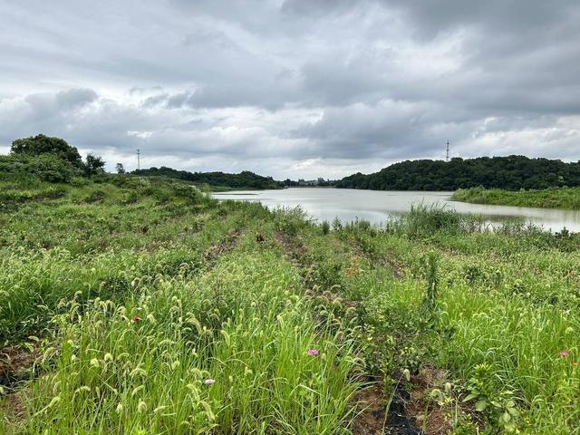 黄石环境治理见成效 再现千年美景西塞山前白鹭飞