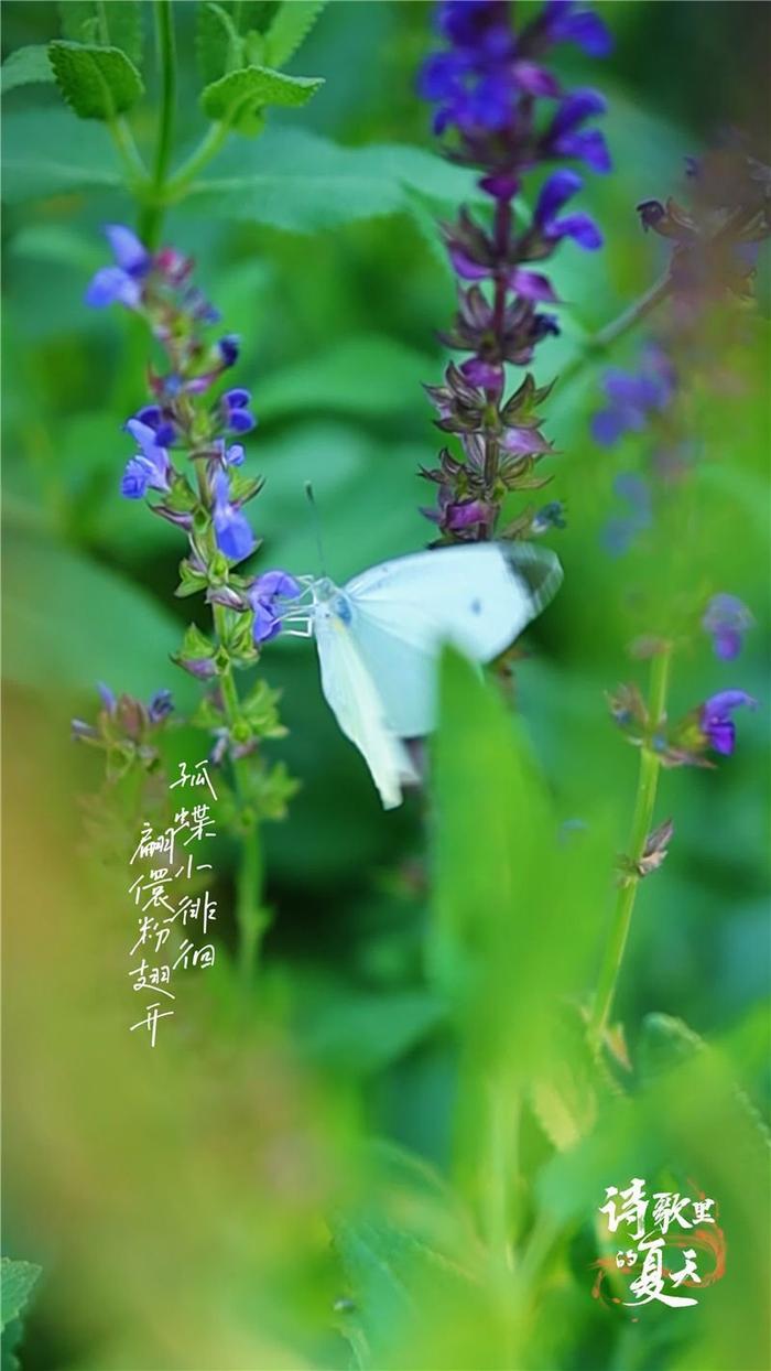 诗歌里的夏天｜孤蝶小徘徊 翩翾粉翅开