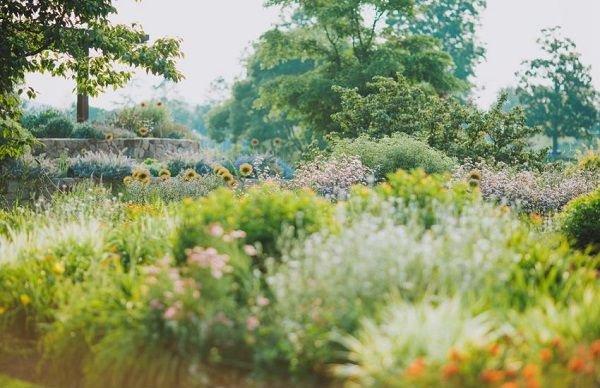 探秘夏日“隐藏”打卡点，辰山球宿根园对称式花境进入最佳观赏期