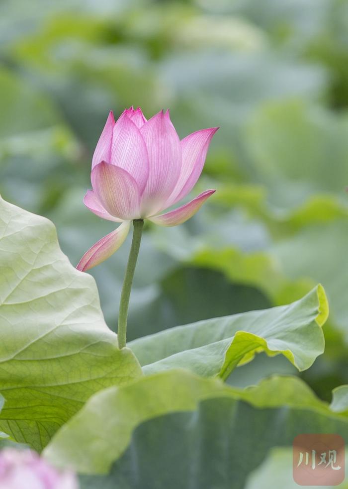 二十四节气·夏至丨属于西昌的热烈夏天，每一秒都灿烂