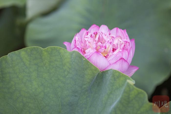 二十四节气·夏至丨属于西昌的热烈夏天，每一秒都灿烂