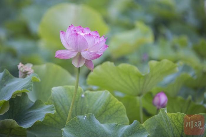 二十四节气·夏至丨属于西昌的热烈夏天，每一秒都灿烂