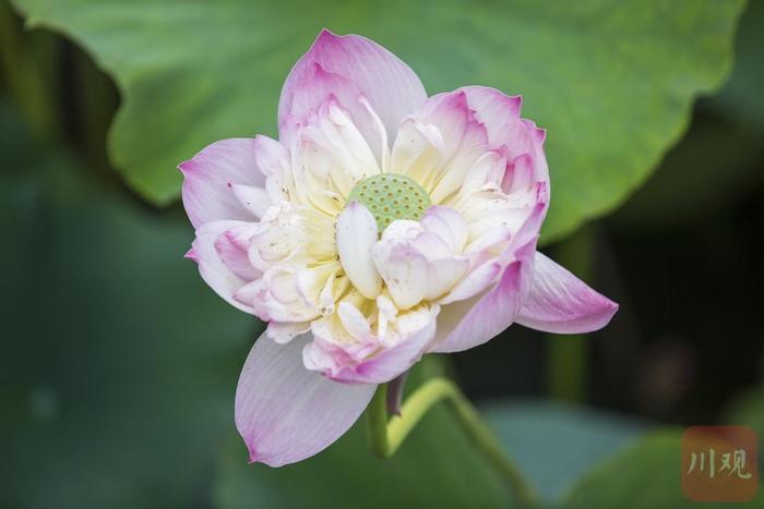 二十四节气·夏至丨属于西昌的热烈夏天，每一秒都灿烂