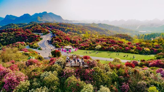 贵州旅游地标 ④ | 毕节百里杜鹃风景名胜区