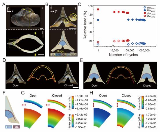 科学家发现河蚌铰链脆性成分中的抗疲劳结构