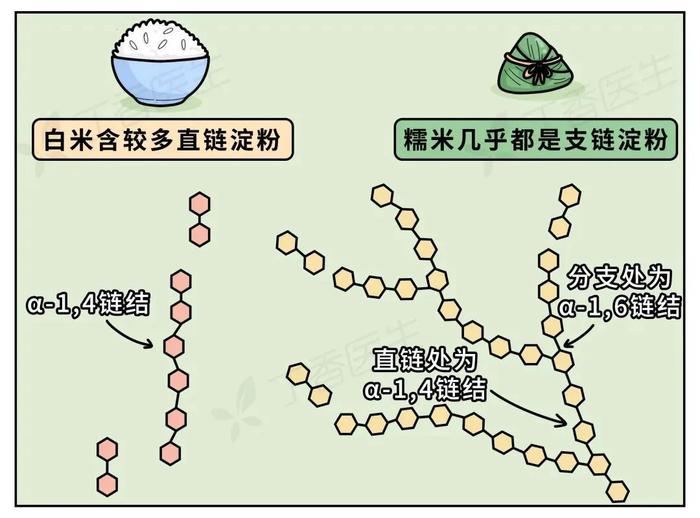 早上吃的粽子，到底要多久才能消化完啊？