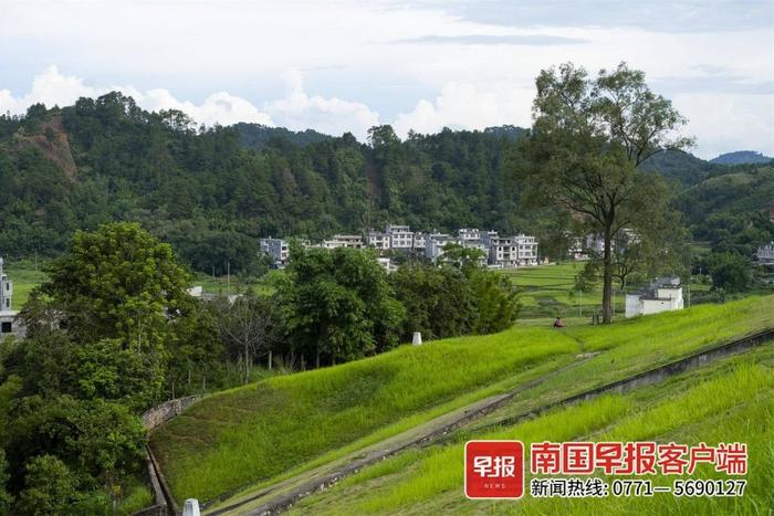 水绿岸清，鸟类银鱼数量变多了！贵港市湿地保护修复有成效