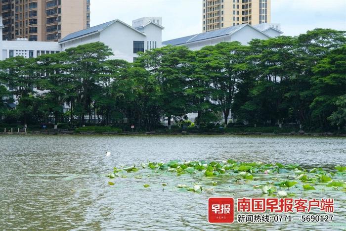 水绿岸清，鸟类银鱼数量变多了！贵港市湿地保护修复有成效