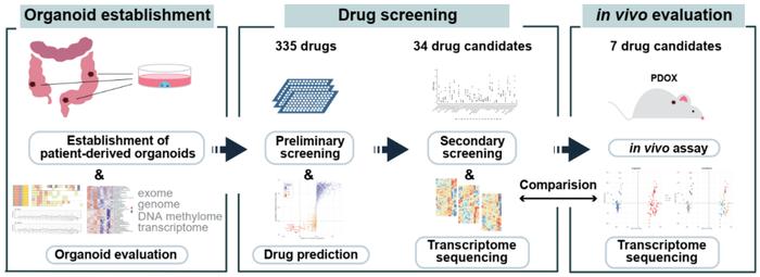 Protein & Cell | 汤富酬/付卫课题组合作基于人类结直肠癌类器官进行药物筛选和药物作用机制研究
