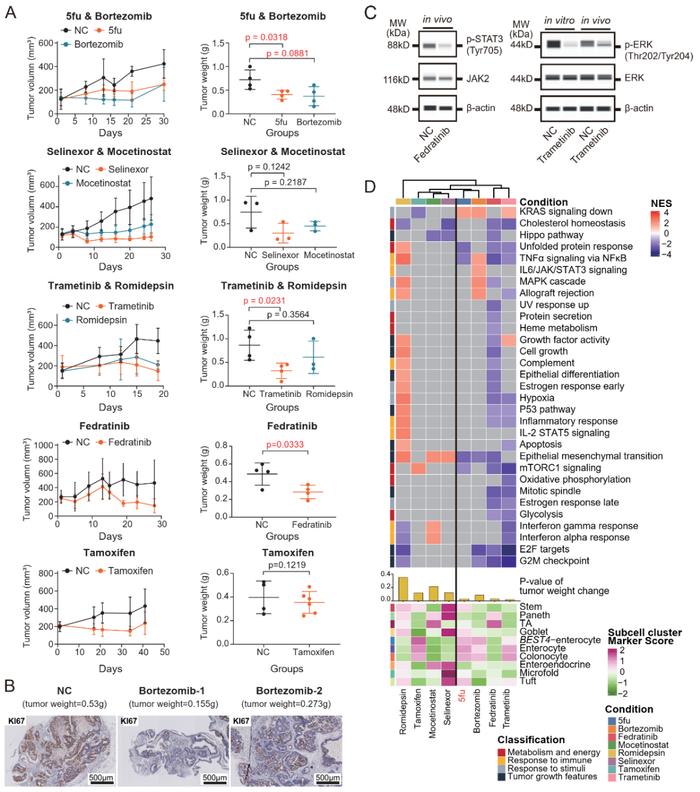 Protein & Cell | 汤富酬/付卫课题组合作基于人类结直肠癌类器官进行药物筛选和药物作用机制研究