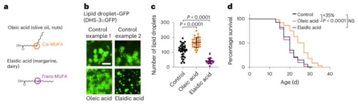 脂肪也分好坏！Nature子刊：美国斯坦福大学最新研究揭示膳食脂肪酸延长寿命的机制