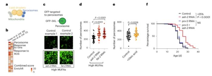 脂肪也分好坏！Nature子刊：美国斯坦福大学最新研究揭示膳食脂肪酸延长寿命的机制