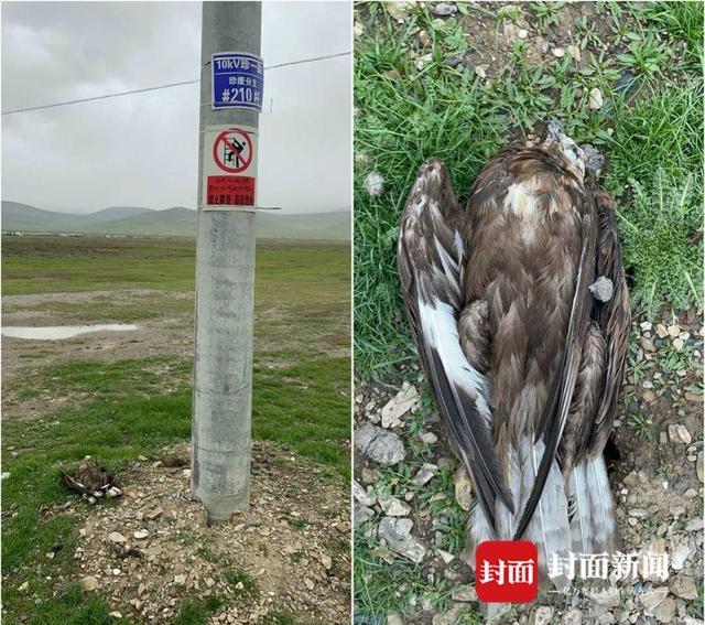 53只保护鸟类被电死？三江源国家公园：事发公园区外，死因待调查