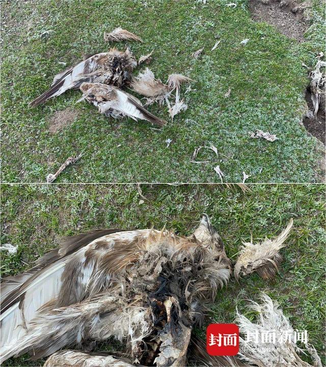 53只保护鸟类被电死？三江源国家公园：事发公园区外，死因待调查