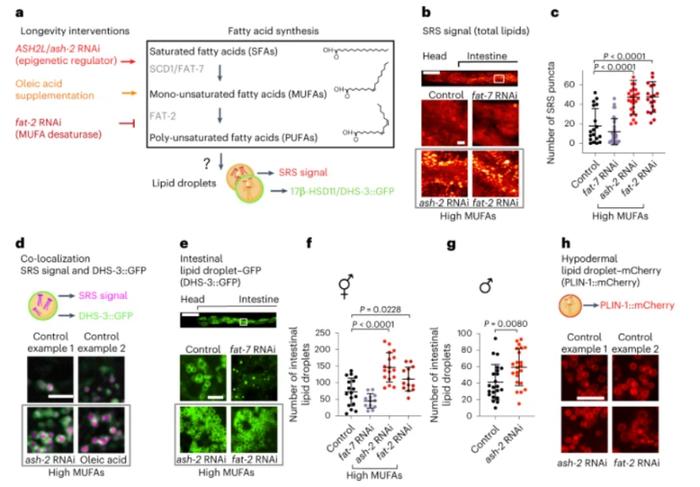 脂肪也分好坏！Nature子刊：美国斯坦福大学最新研究揭示膳食脂肪酸延长寿命的机制