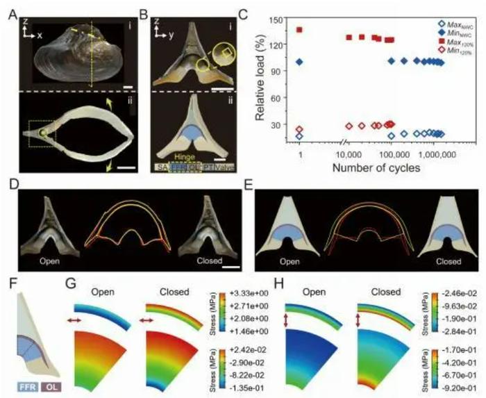 中国科学家发现河蚌铰链的耐疲劳秘密丨新华社