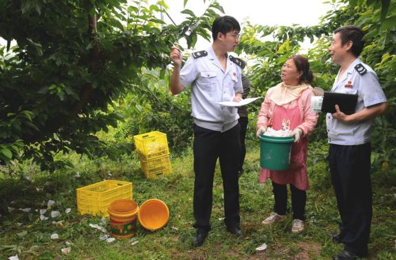 天水麦积区税务局助力“陇上樱珠”香飘万家