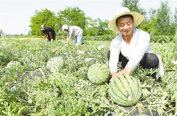 大城： 万亩西瓜甜农心