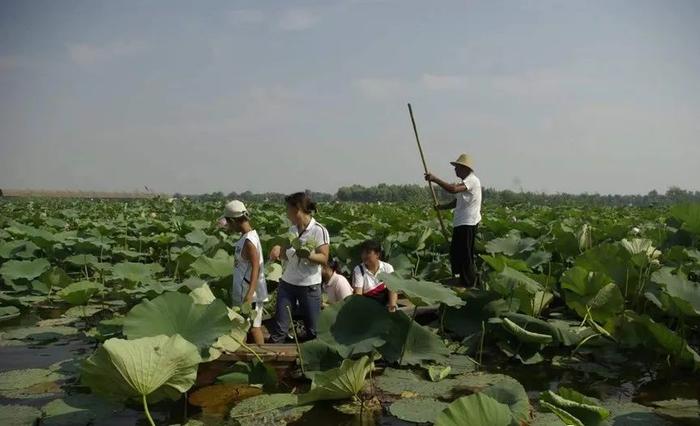 周六/日发团 白洋淀百亩荷花园+杂鱼餐一日游