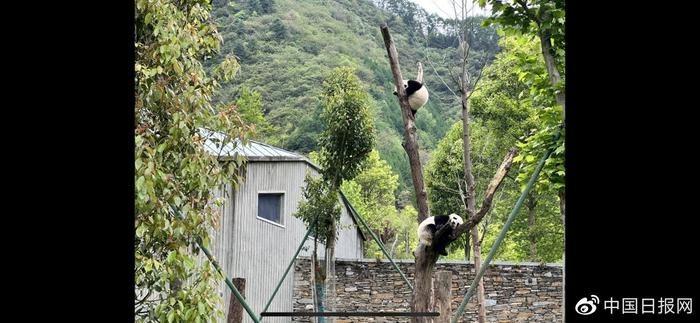 关于大熊猫，你不知道的冷知识！