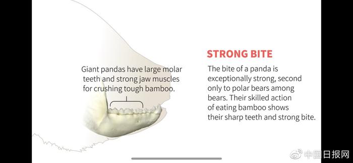关于大熊猫，你不知道的冷知识！