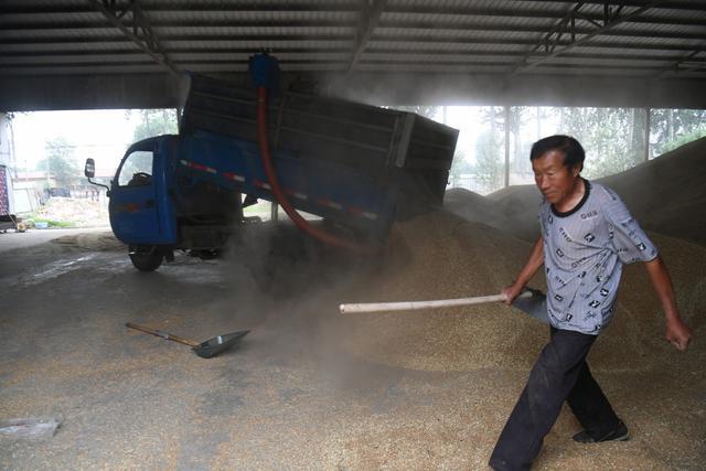 热闹的夏收：河北小麦主产区，粮仓“重金”收粮